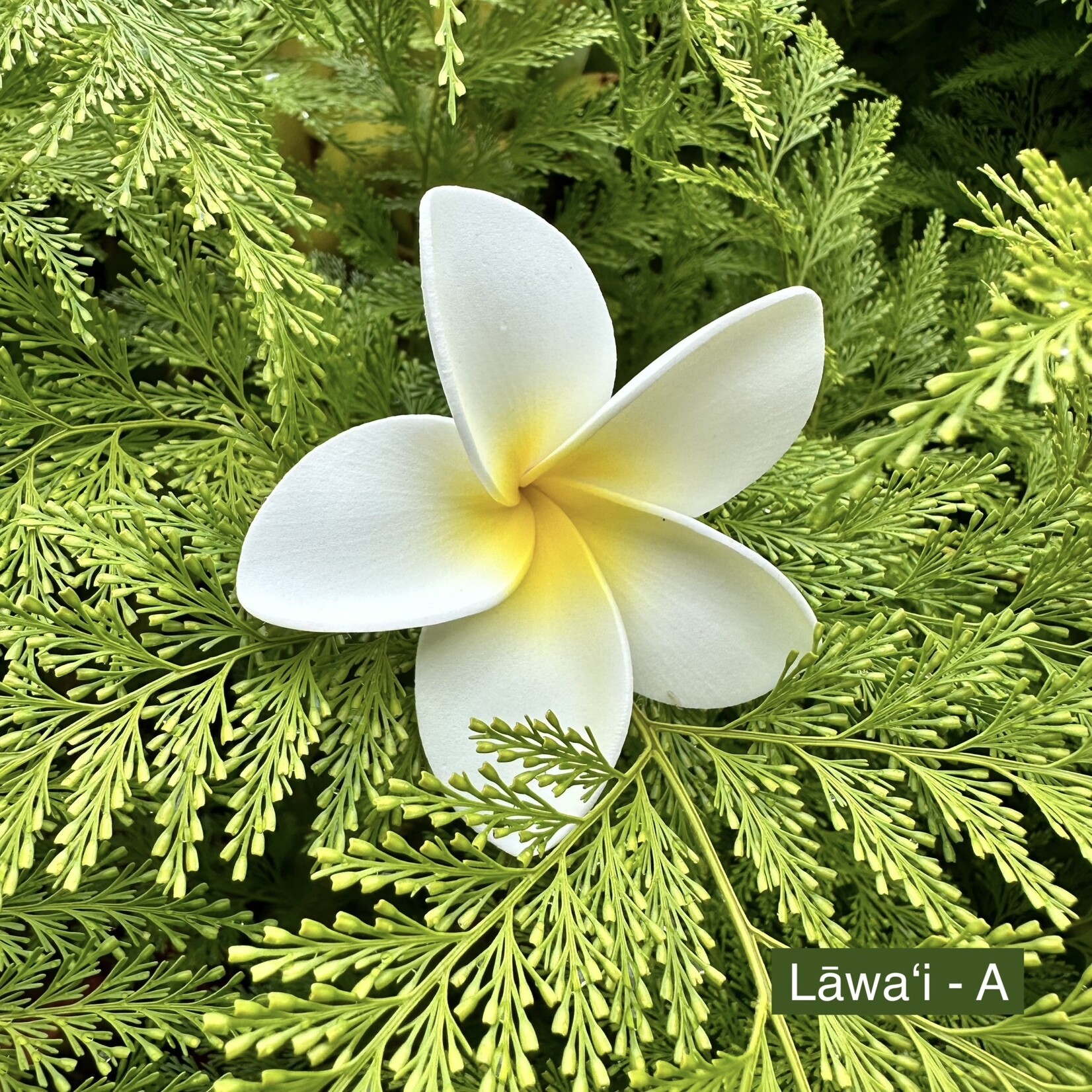 Puka Surf Co. Hawaii Lawai - 3” Plumeria Hairpick