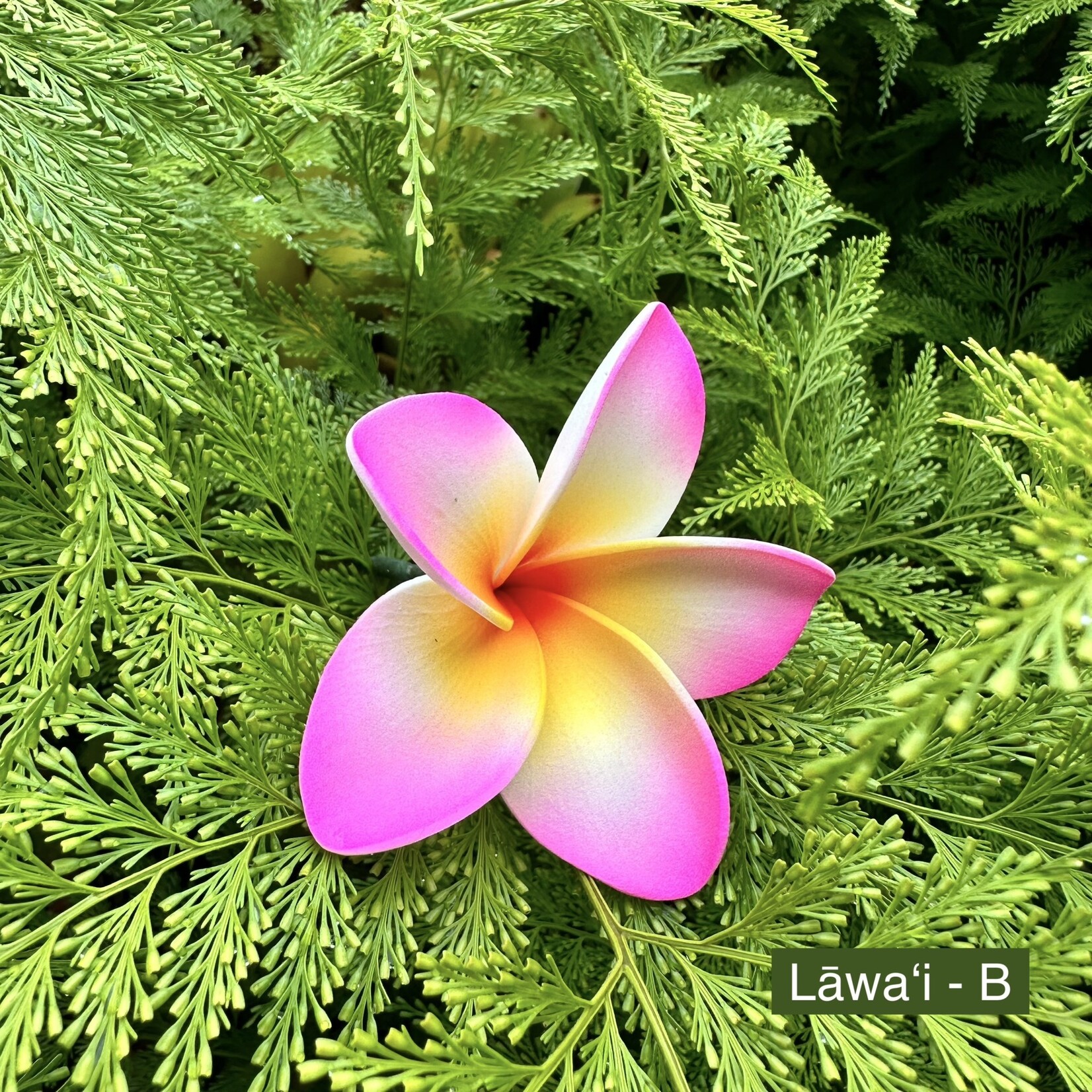 Puka Surf Co. Hawaii Lawai - 3” Plumeria Hairpick