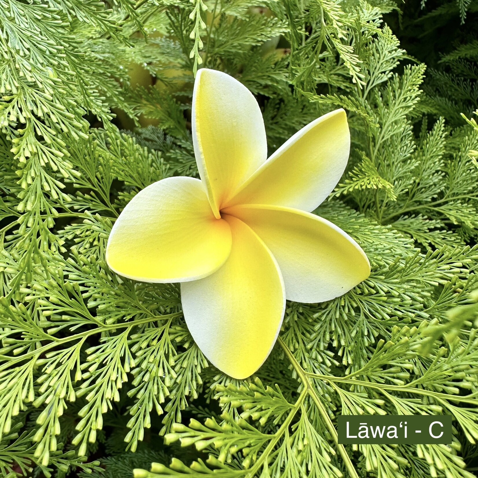 Puka Surf Co. Hawaii Lawai - 3” Plumeria Hairpick