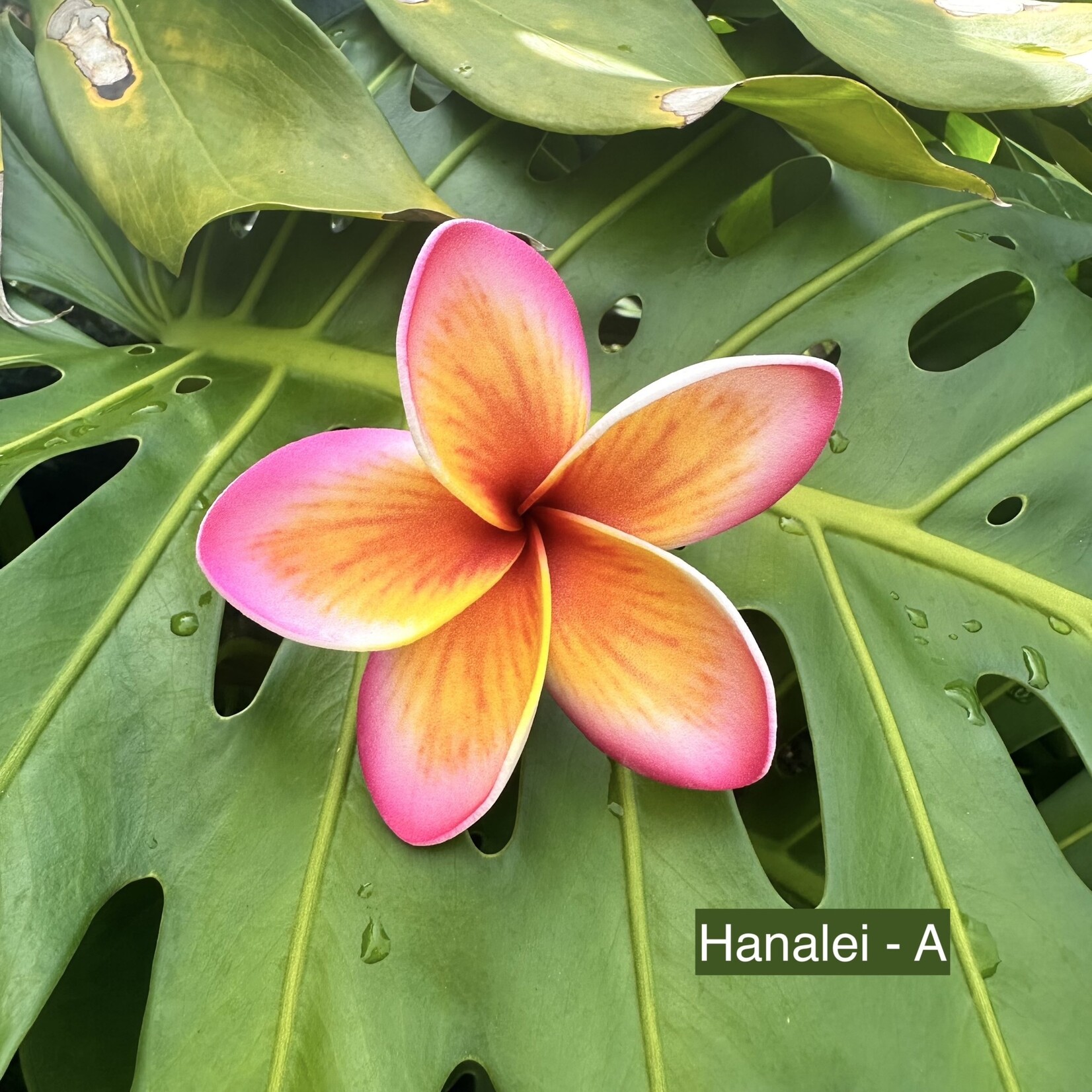 Puka Surf Co. Hawaii Hanalei - 3” Plumeria Hairpick