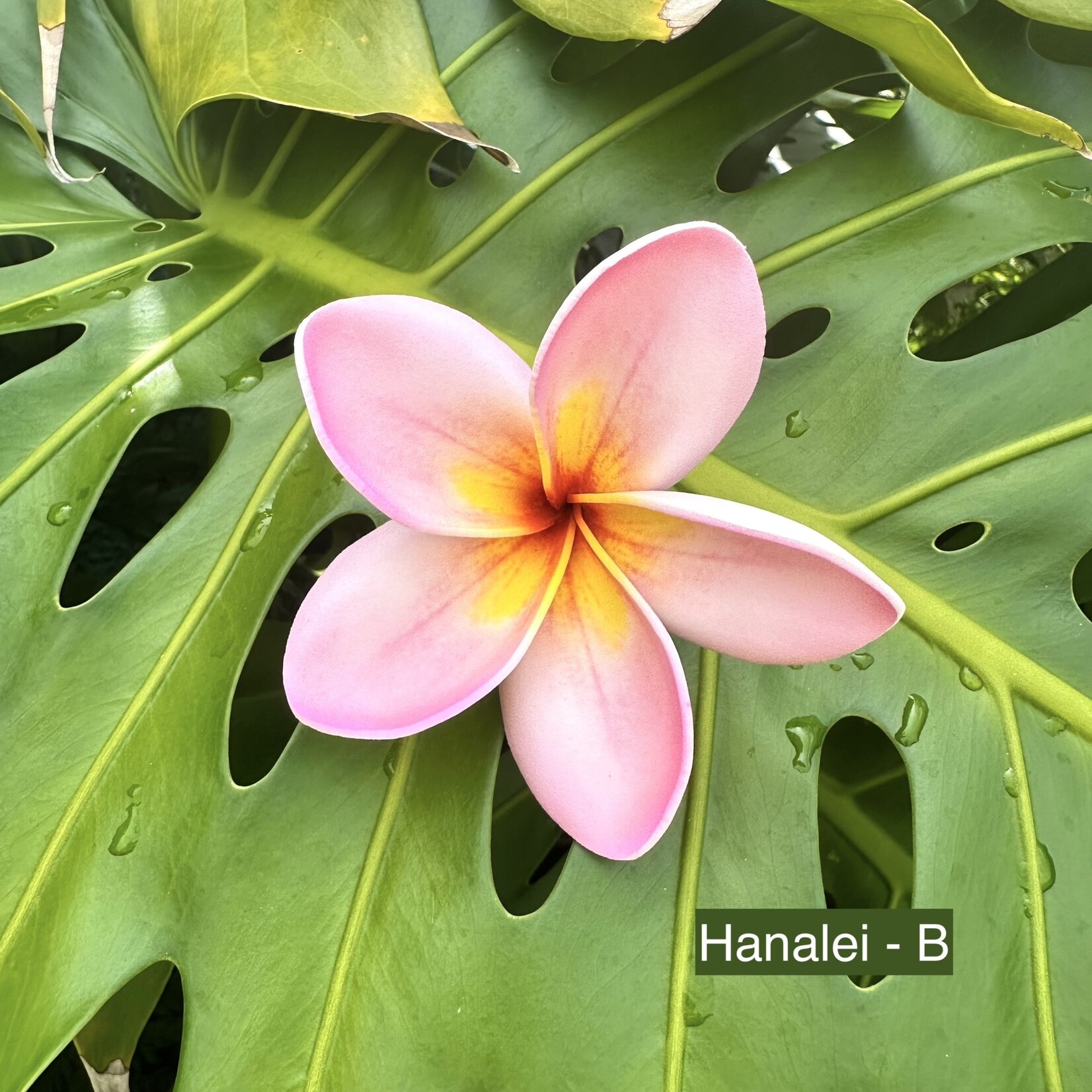 Puka Surf Co. Hawaii Hanalei - 3” Plumeria Hairpick