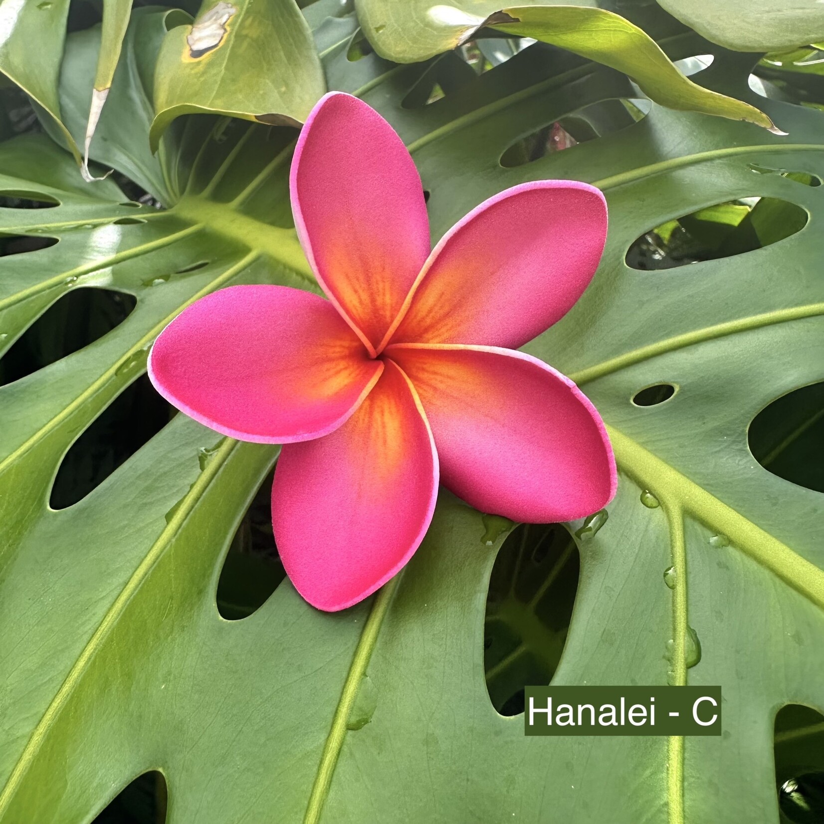 Puka Surf Co. Hawaii Hanalei - 3” Plumeria Hairpick