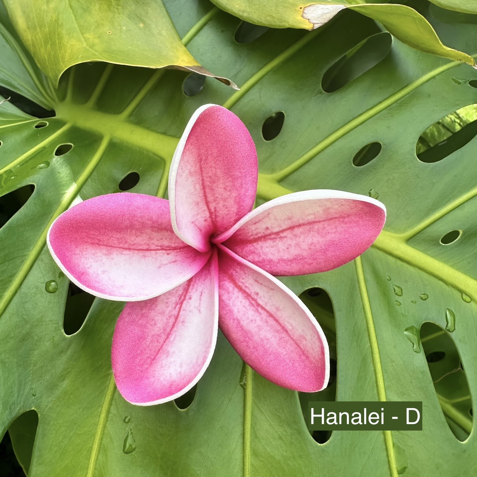 Puka Surf Co. Hawaii Hanalei - 3” Plumeria Hairpick