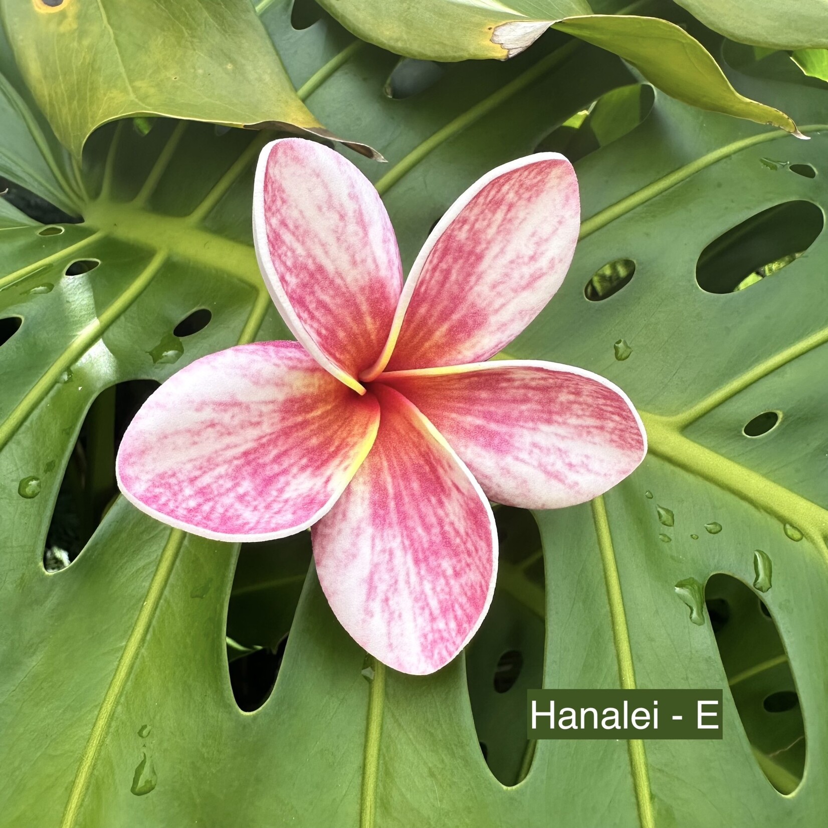 Puka Surf Co. Hawaii Hanalei - 3” Plumeria Hairpick