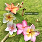 Puka Surf Co. Hawaii Anahola - 3.75” Plumeria Hair Pick -