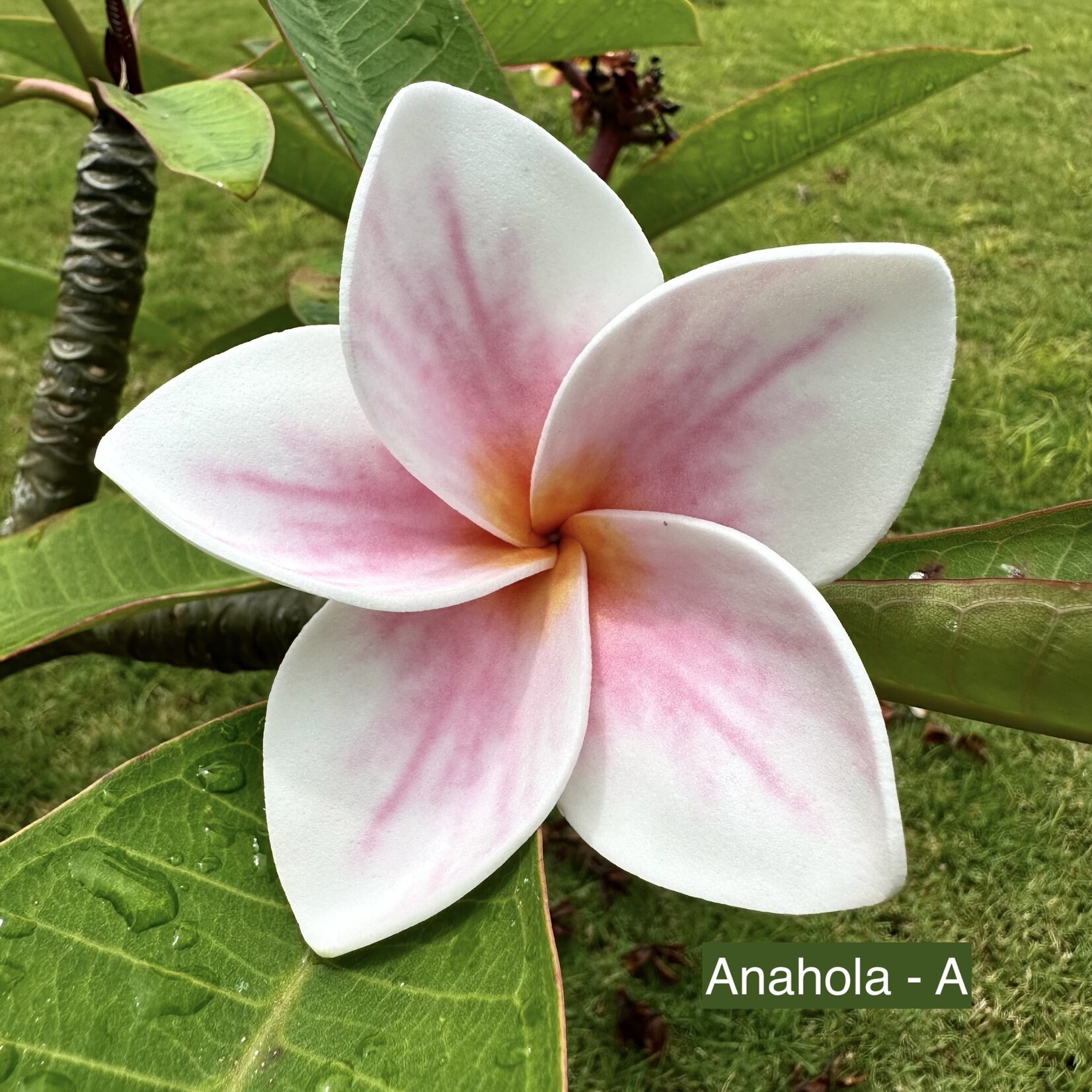 Puka Surf Co. Hawaii Anahola - 3.75” Plumeria Hair Pick -