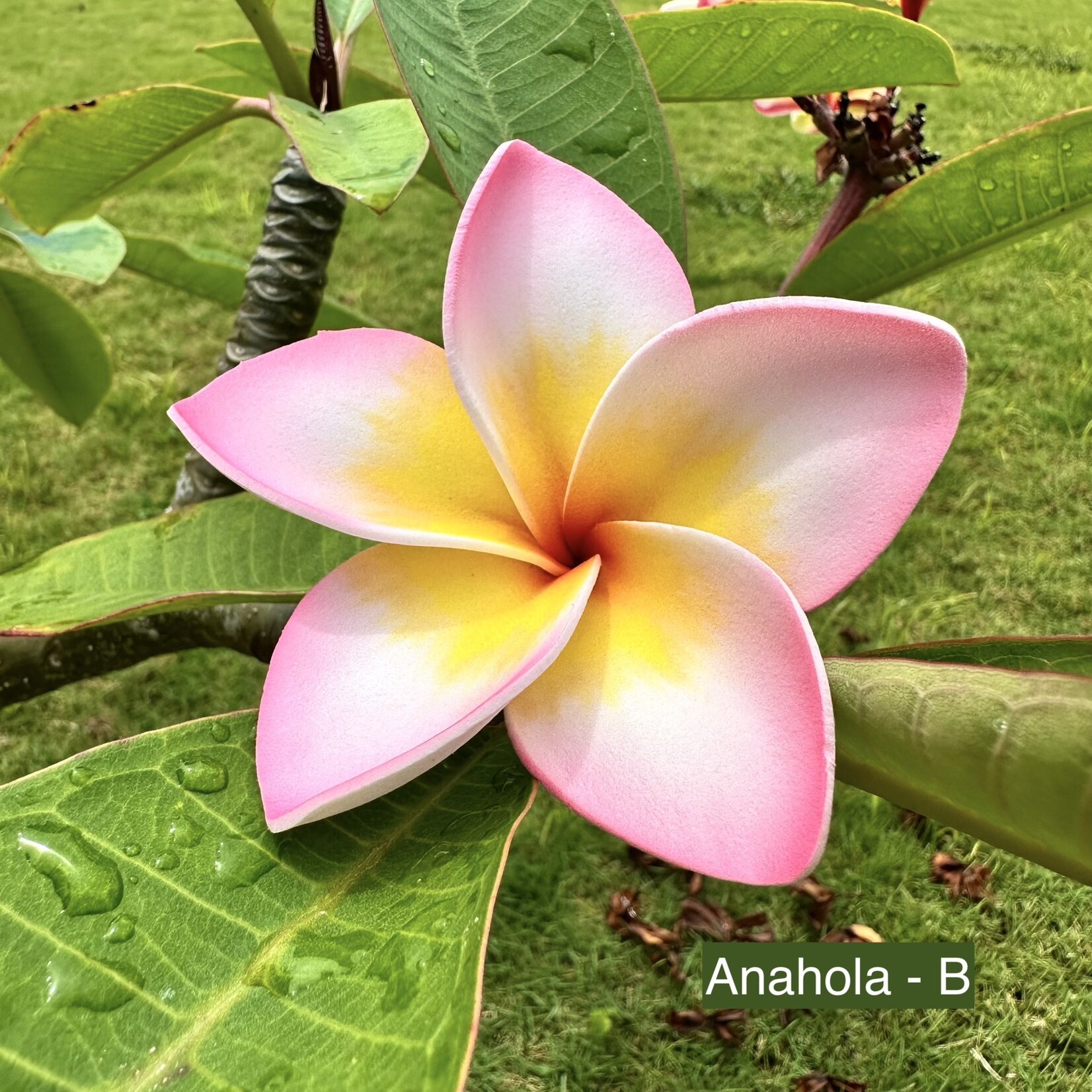 Puka Surf Co. Hawaii Anahola - 3.75” Plumeria Hair Pick -