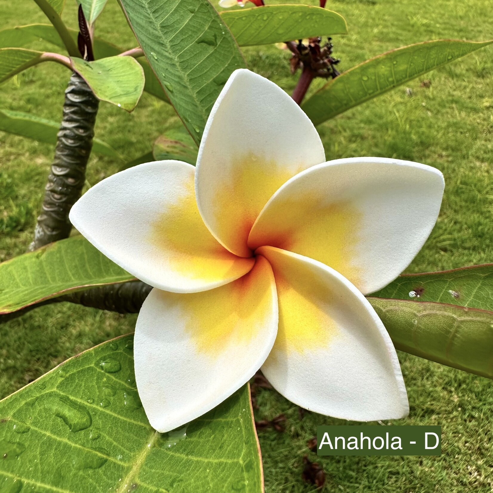 Puka Surf Co. Hawaii Anahola - 3.75” Plumeria Hair Pick -