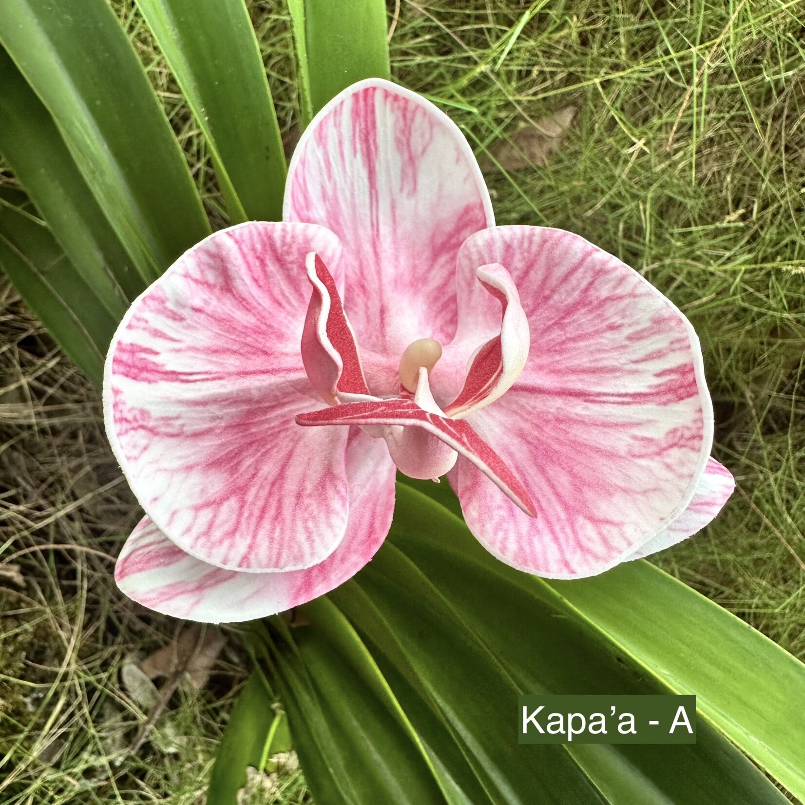 Puka Surf Co. Hawaii Kapa’a -  3.5” Orchid Hair Pick -