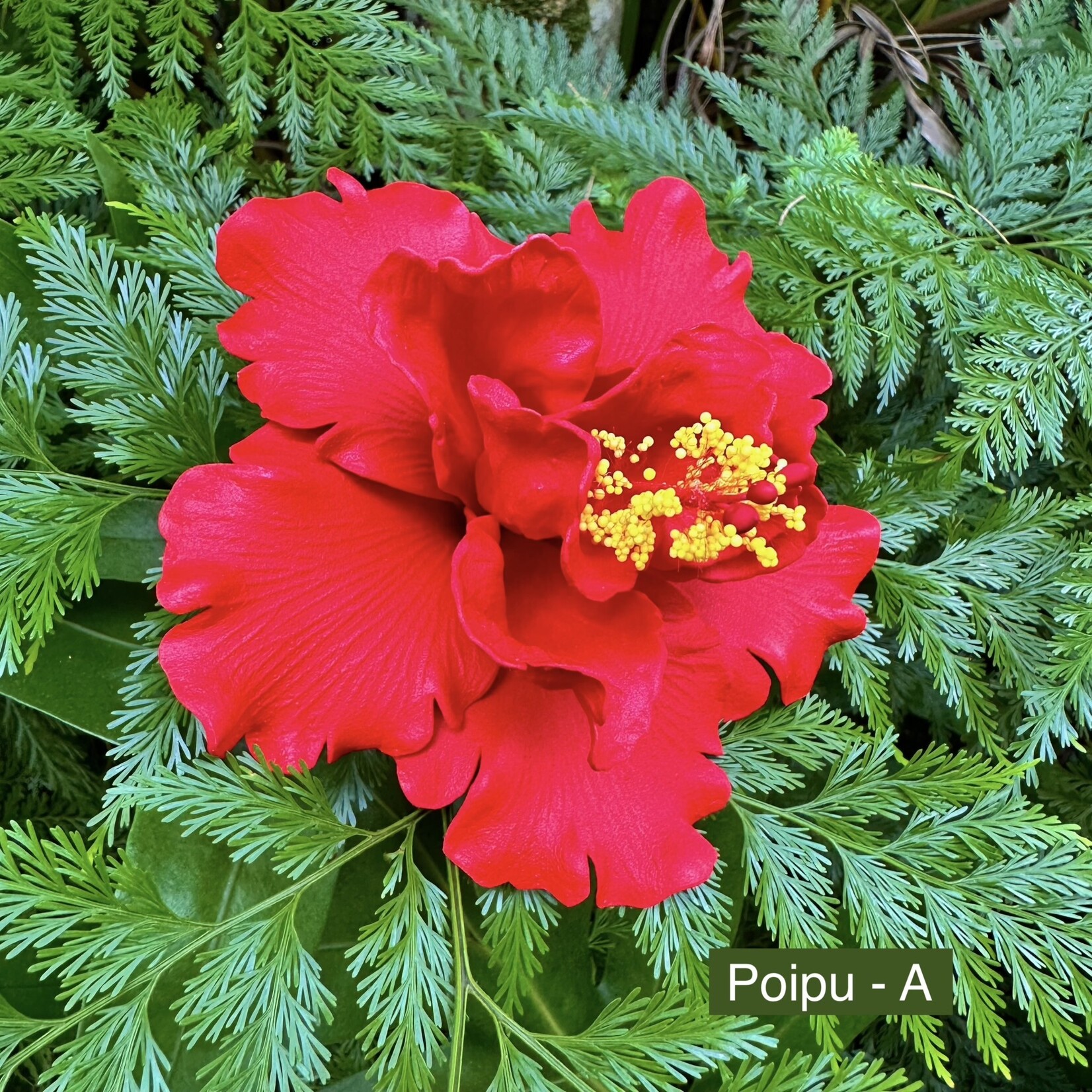 Puka Surf Co. Hawaii Poipu - 5” Hibiscus Hair Pick -