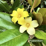 Puka Surf Co. Hawaii Puakenikeni 3" Hair Pick -