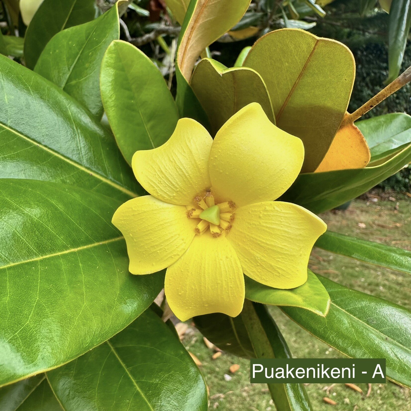 Puka Surf Co. Hawaii Puakenikeni 3" Hair Pick -