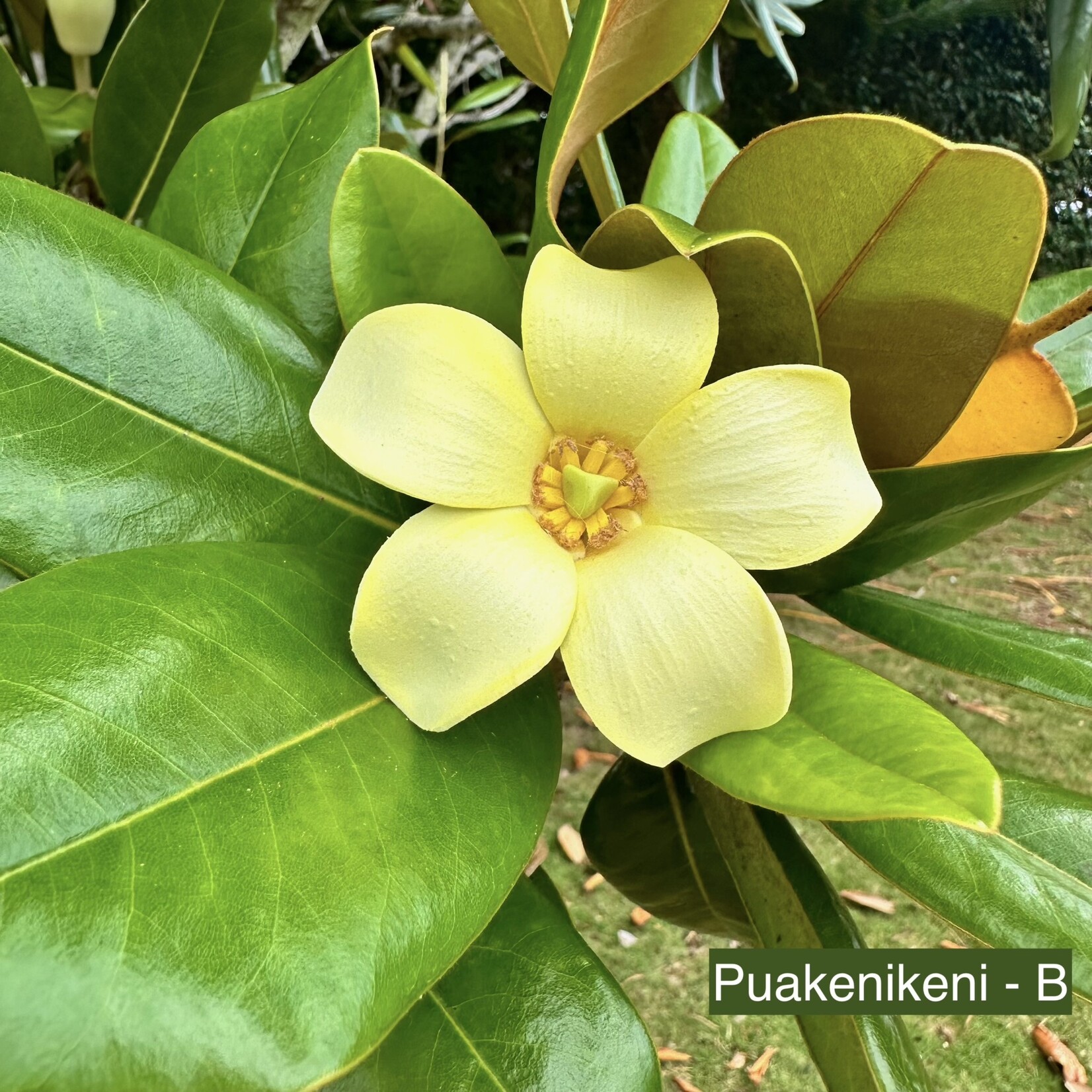 Puka Surf Co. Hawaii Puakenikeni 3" Hair Pick -