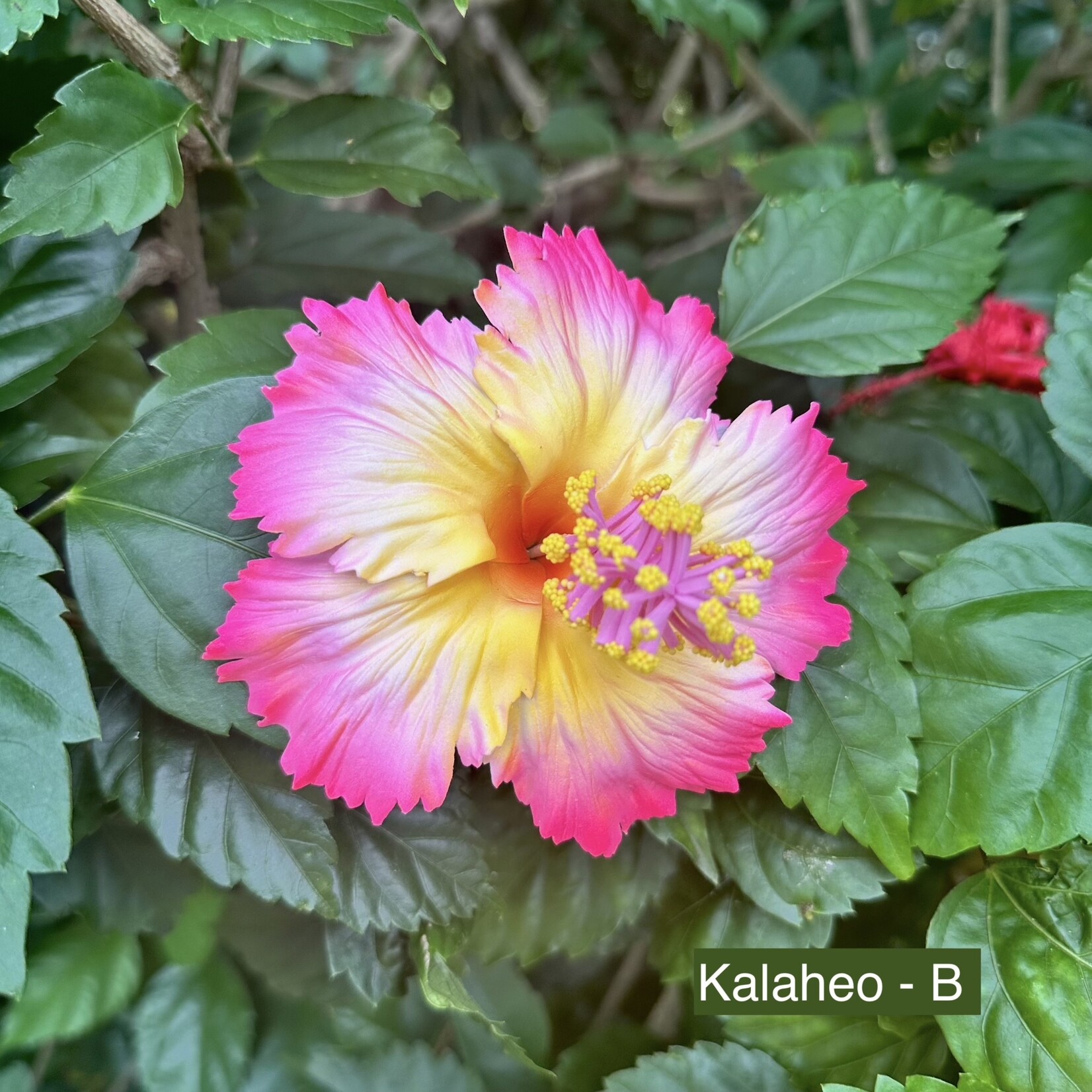 Puka Surf Co. Hawaii Kalaheo - 3.75” Hibiscus Hair Pick -