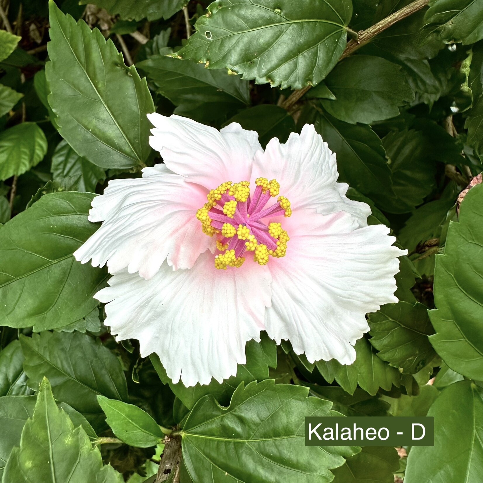 Puka Surf Co. Hawaii Kalaheo - 3.75” Hibiscus Hair Pick -