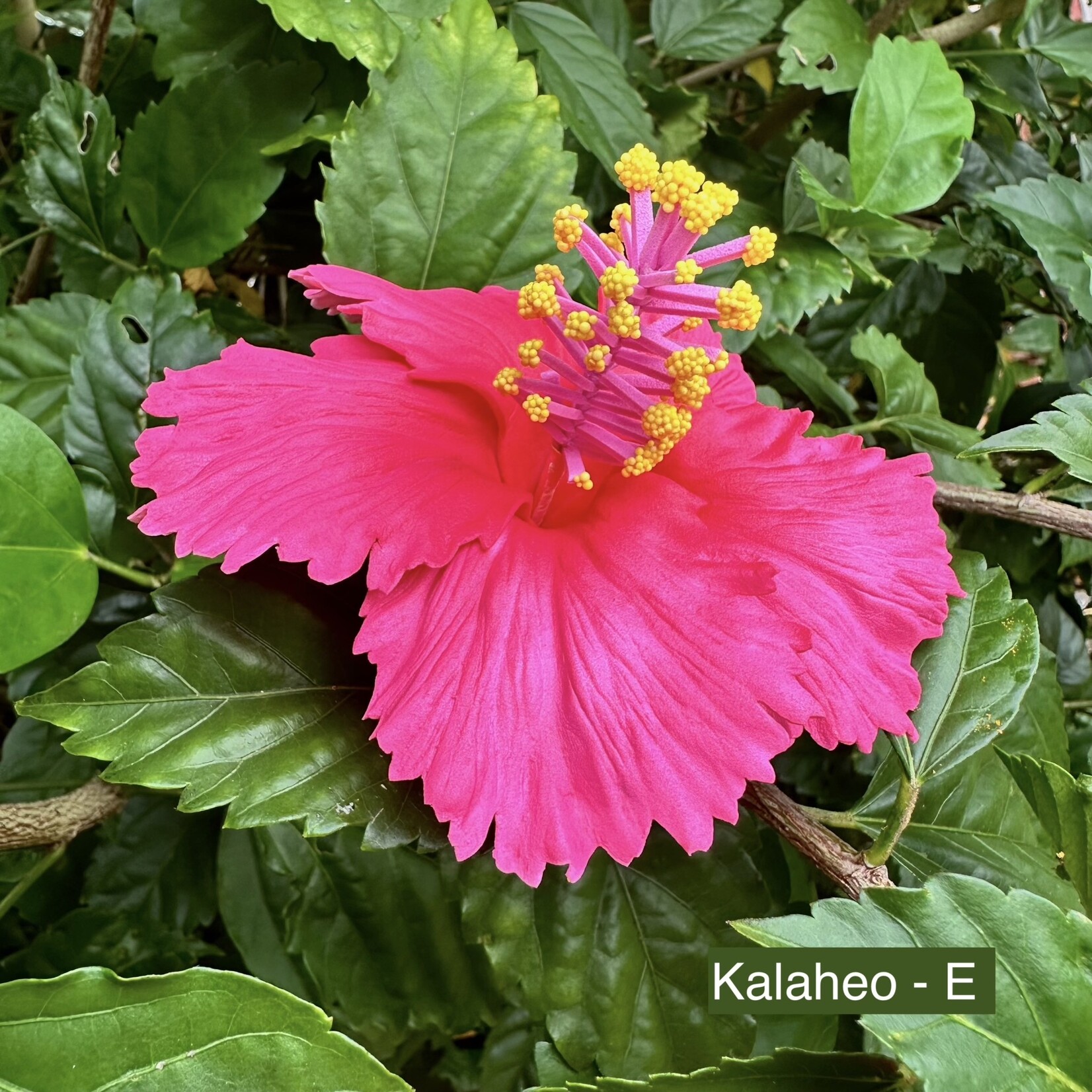 Puka Surf Co. Hawaii Kalaheo - 3.75” Hibiscus Hair Pick -