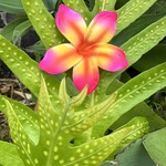 Puka Surf Co. Hawaii 3.5” Pink Plumeria Hair Pick