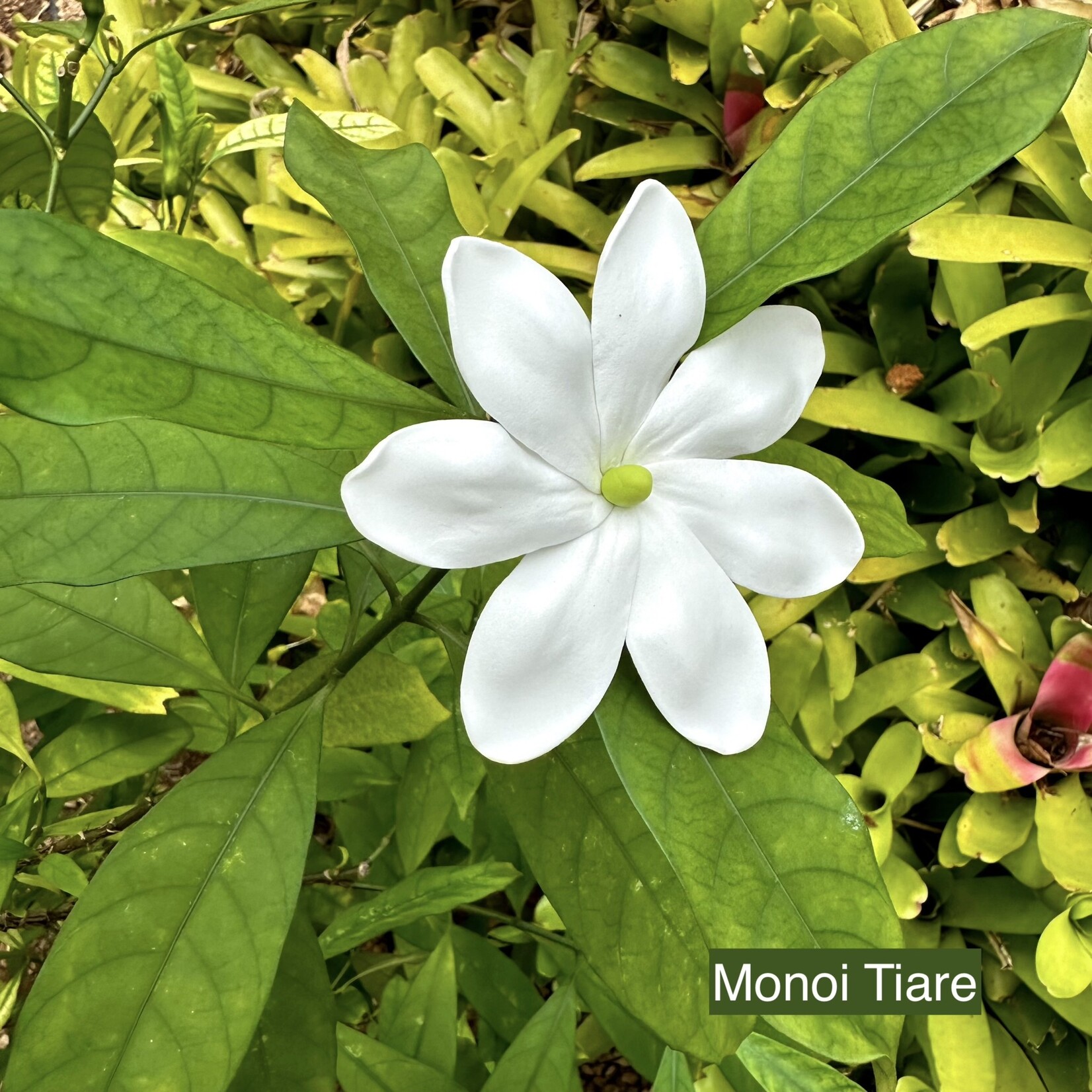 Puka Surf Co. Hawaii 3.5” Monoi Tiare Hair Pick