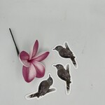 Kaua'i Forest Bird Recovery Project Puaohi Sticker