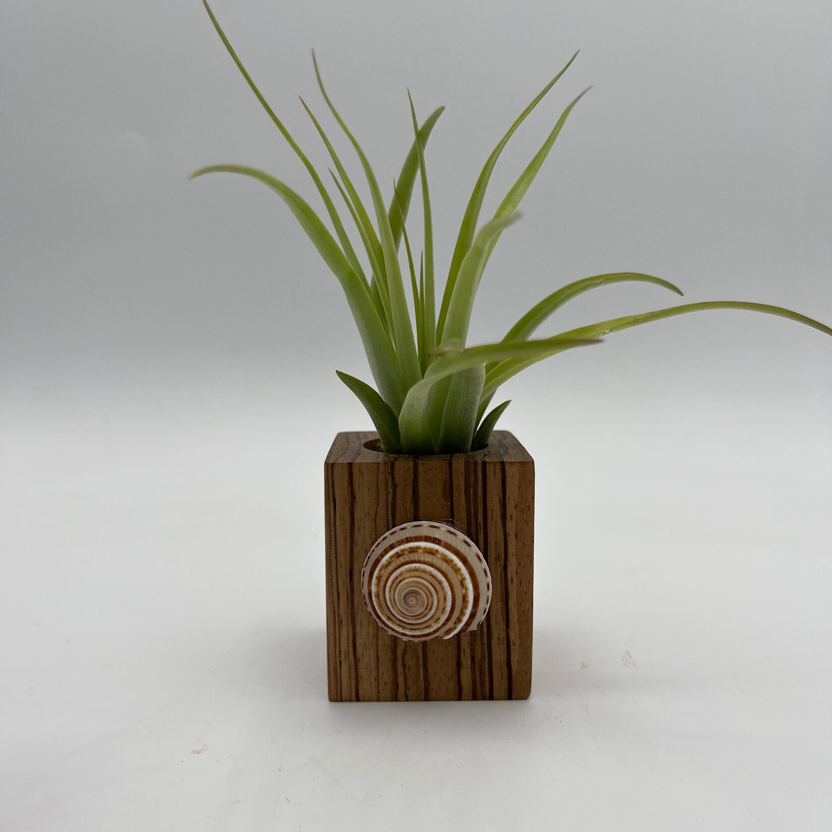 Waipua Gardens Reclaimed Wood w/Kaua’i Shell Airplant  Table Sitter