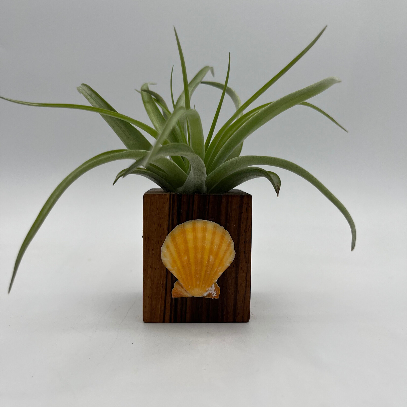 Waipua Gardens Reclaimed Wood w/Kaua’i Shell Airplant  Table Sitter