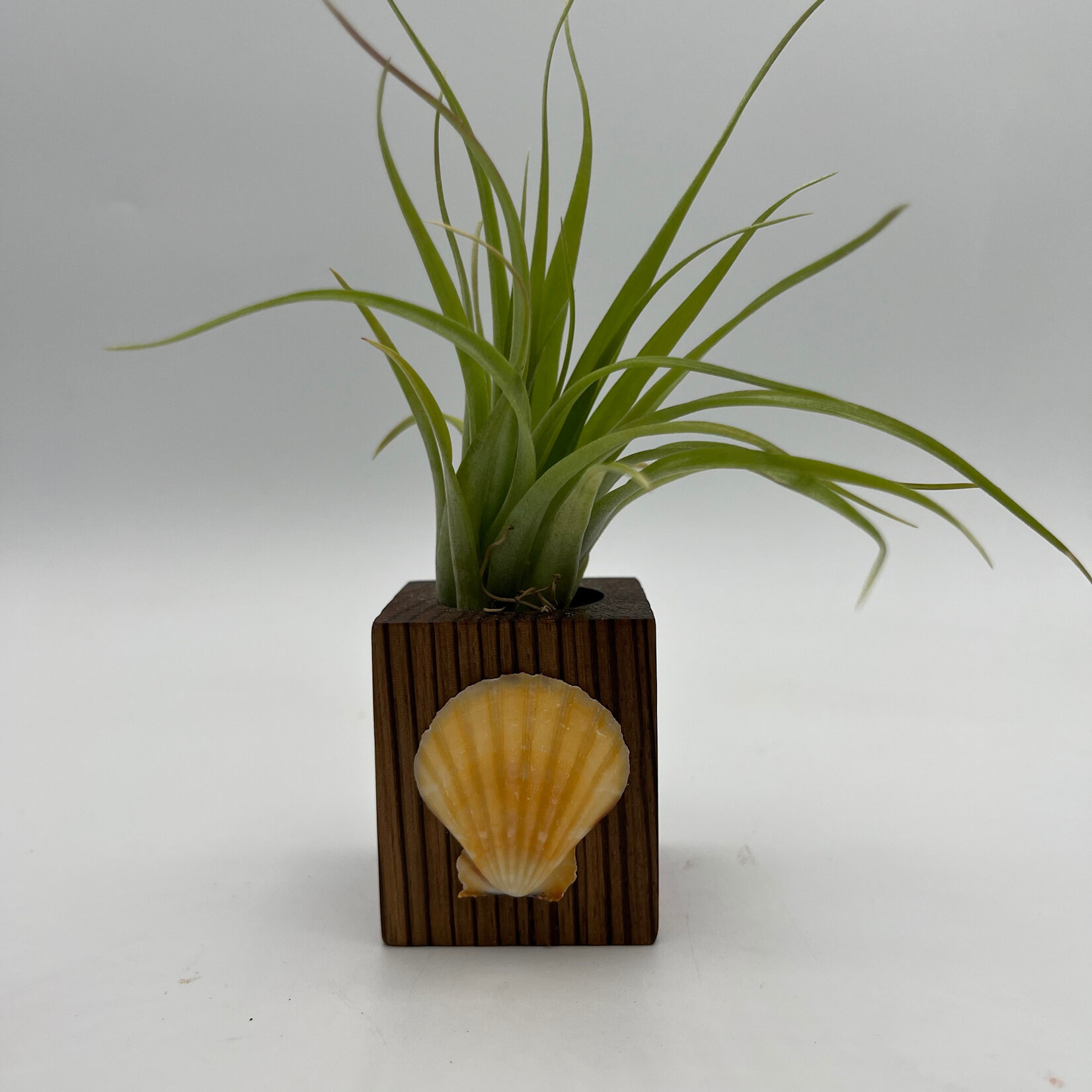 Waipua Gardens Reclaimed Wood w/Kaua’i Shell Airplant  Table Sitter