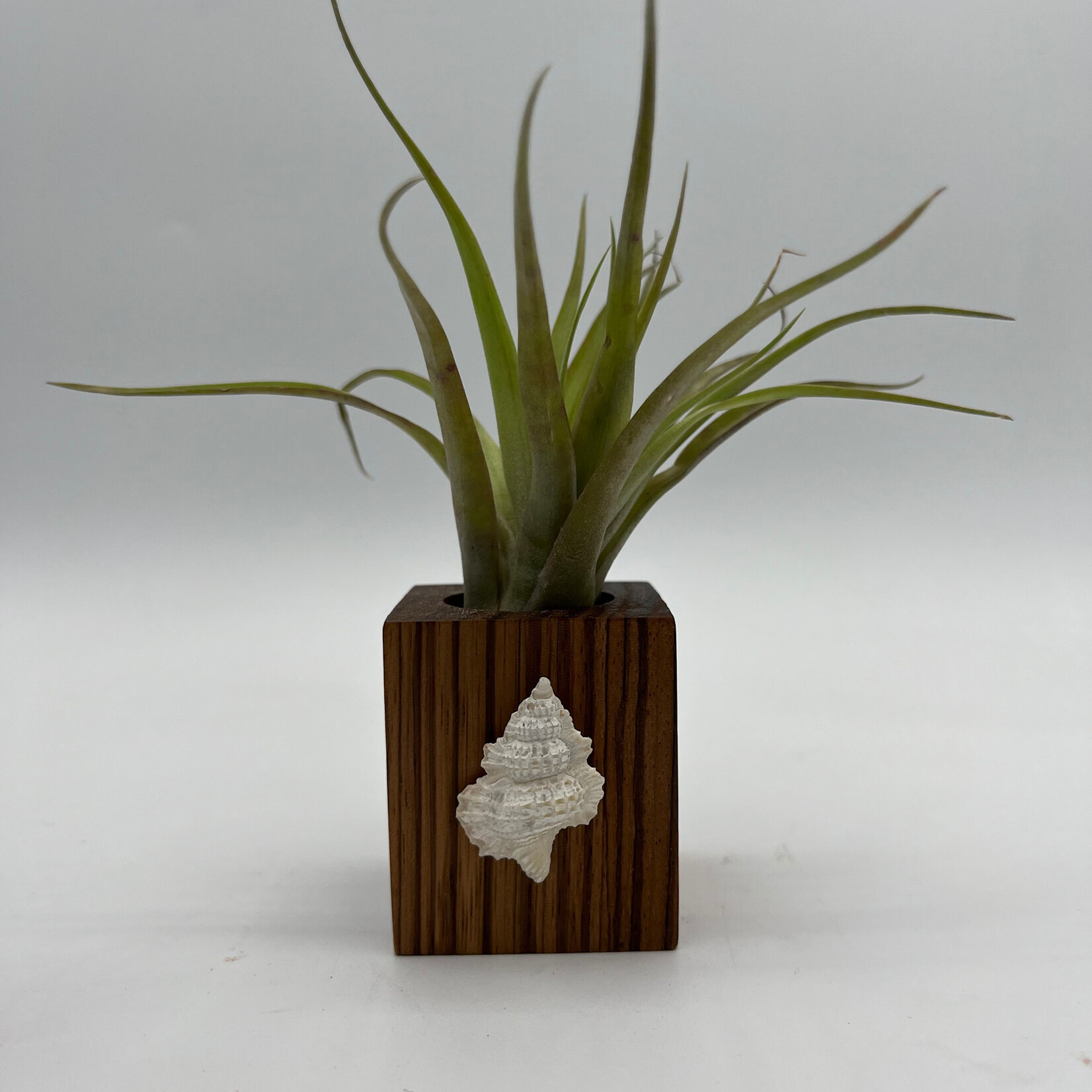 Waipua Gardens Reclaimed Wood w/Kaua’i Shell Airplant  Table Sitter