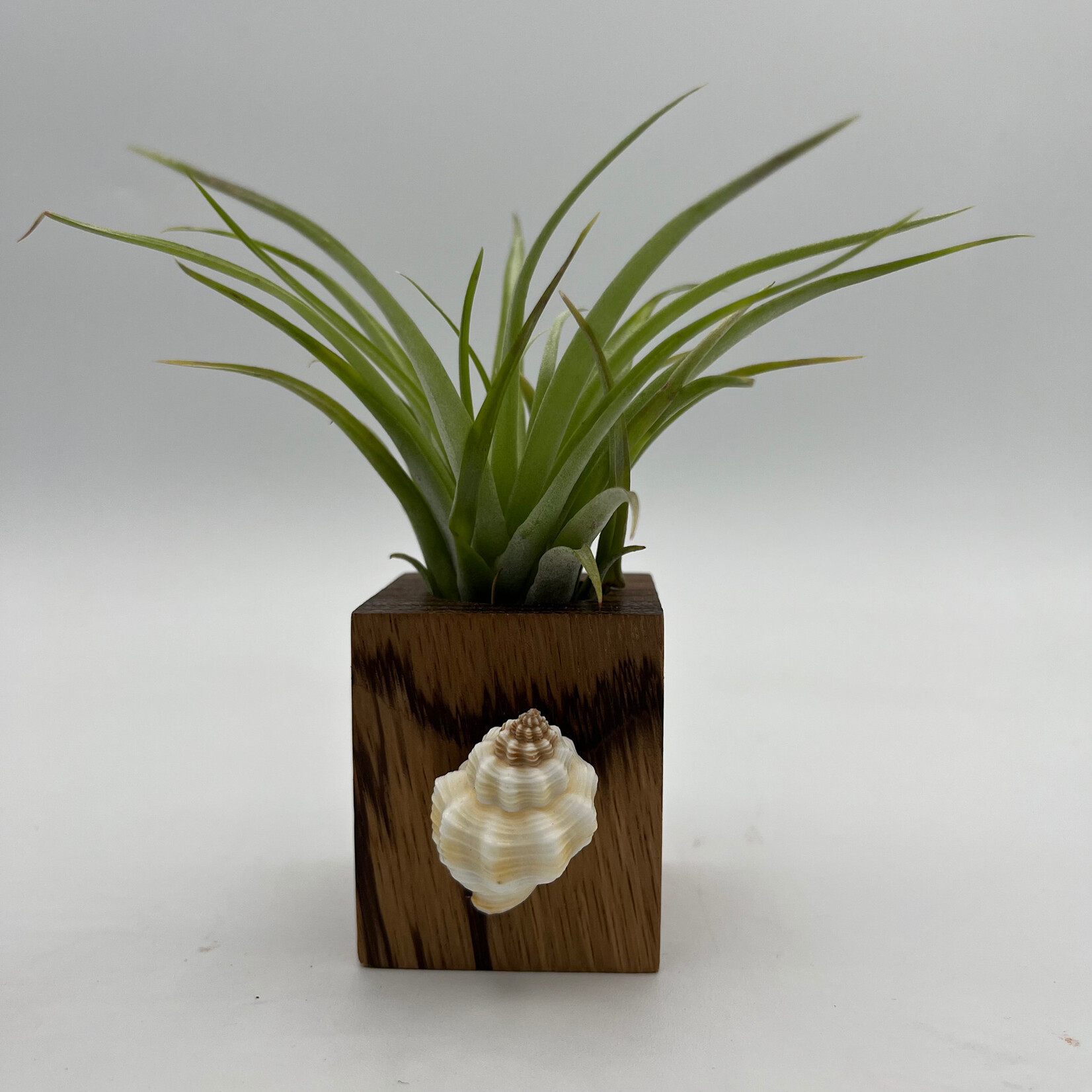 Waipua Gardens Reclaimed Wood w/Kaua’i Shell Airplant  Table Sitter