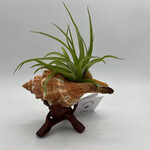 Waipua Gardens Medium Shell with Wood Stand Airplant
