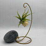 Waipua Gardens Assorted Gold Chain Airplant with Stand