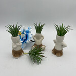 Waipua Gardens No Care Airplant - Hula Honeys