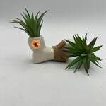 Waipua Gardens No Care Airplant - Hula Girl w/Asst. Color Flower