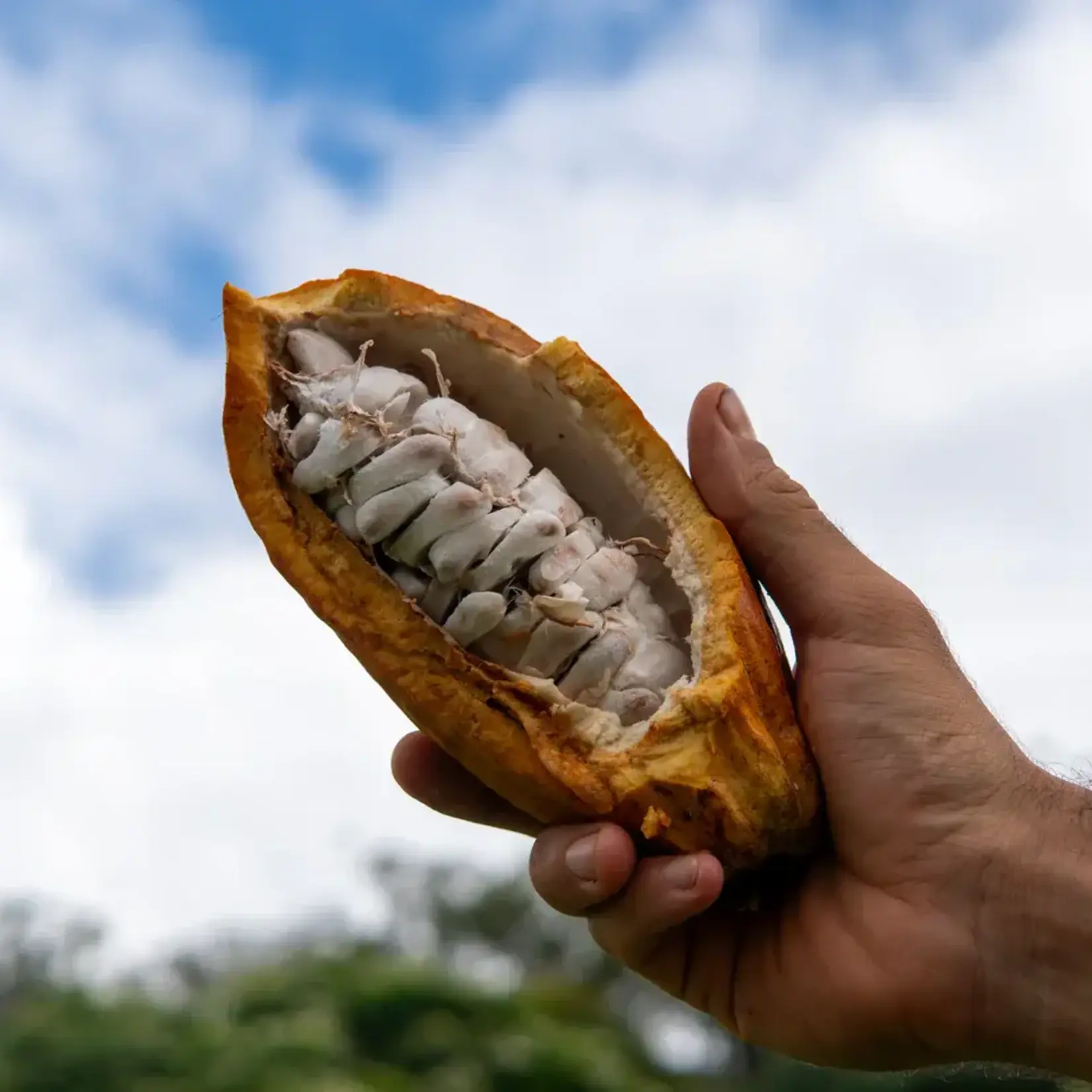 Hawaiian Health Co. Hawaiian Lion's Mane Cacao
