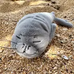 Iliokai Kauai ‘Iliokai Plushie