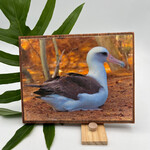 Iliokai Kauai Photo on Reclaimed Wood - Moli Moment