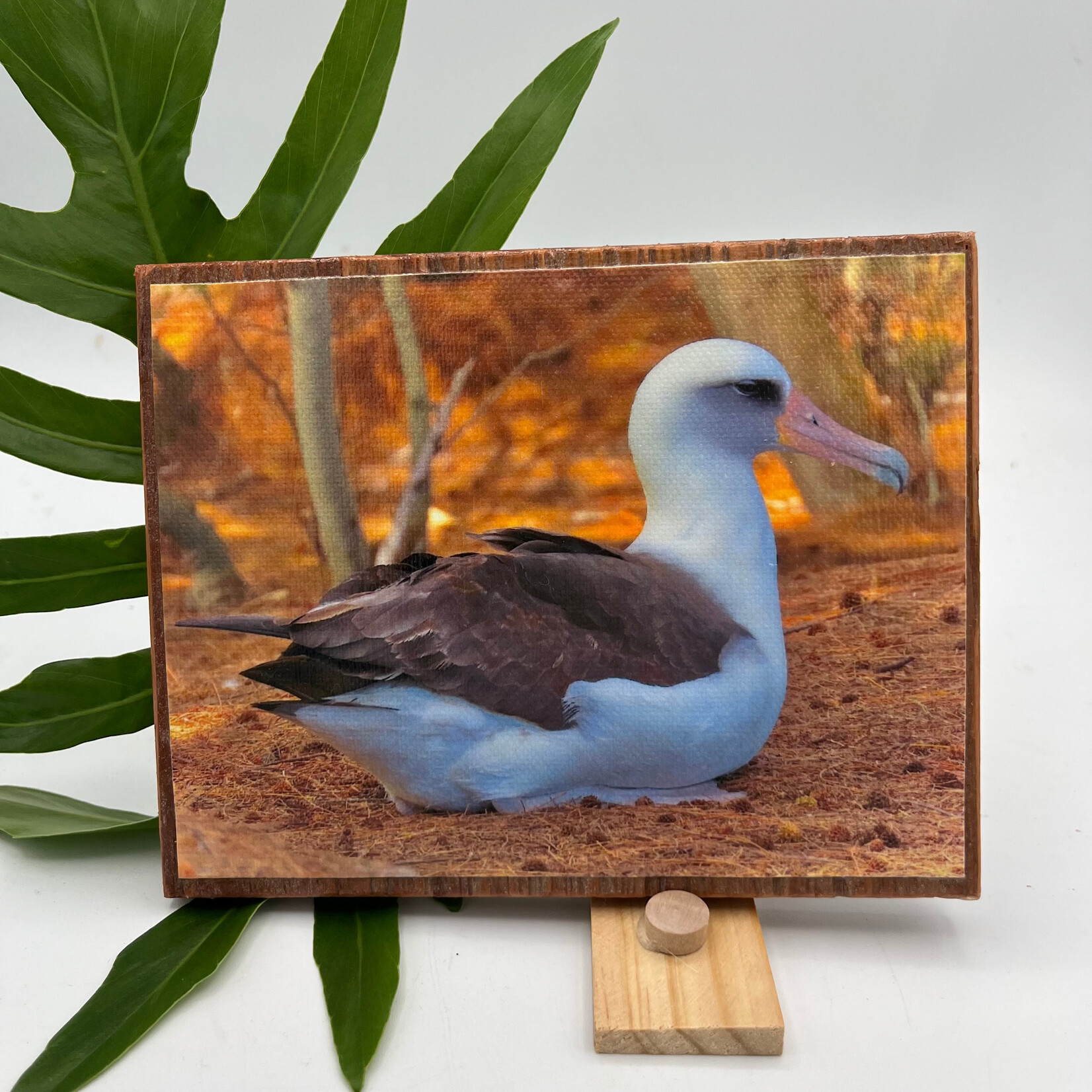 Iliokai Kauai Photo on Reclaimed Wood - Moli Moment