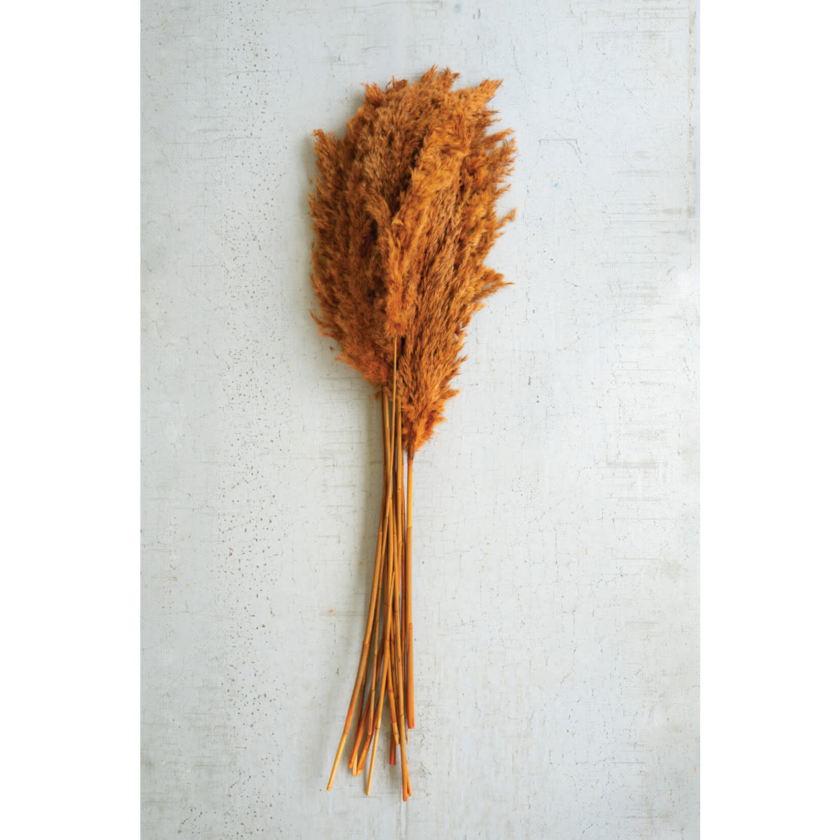 Mickler & Co. Auburn Pampas Grass Bundle (FI-37)