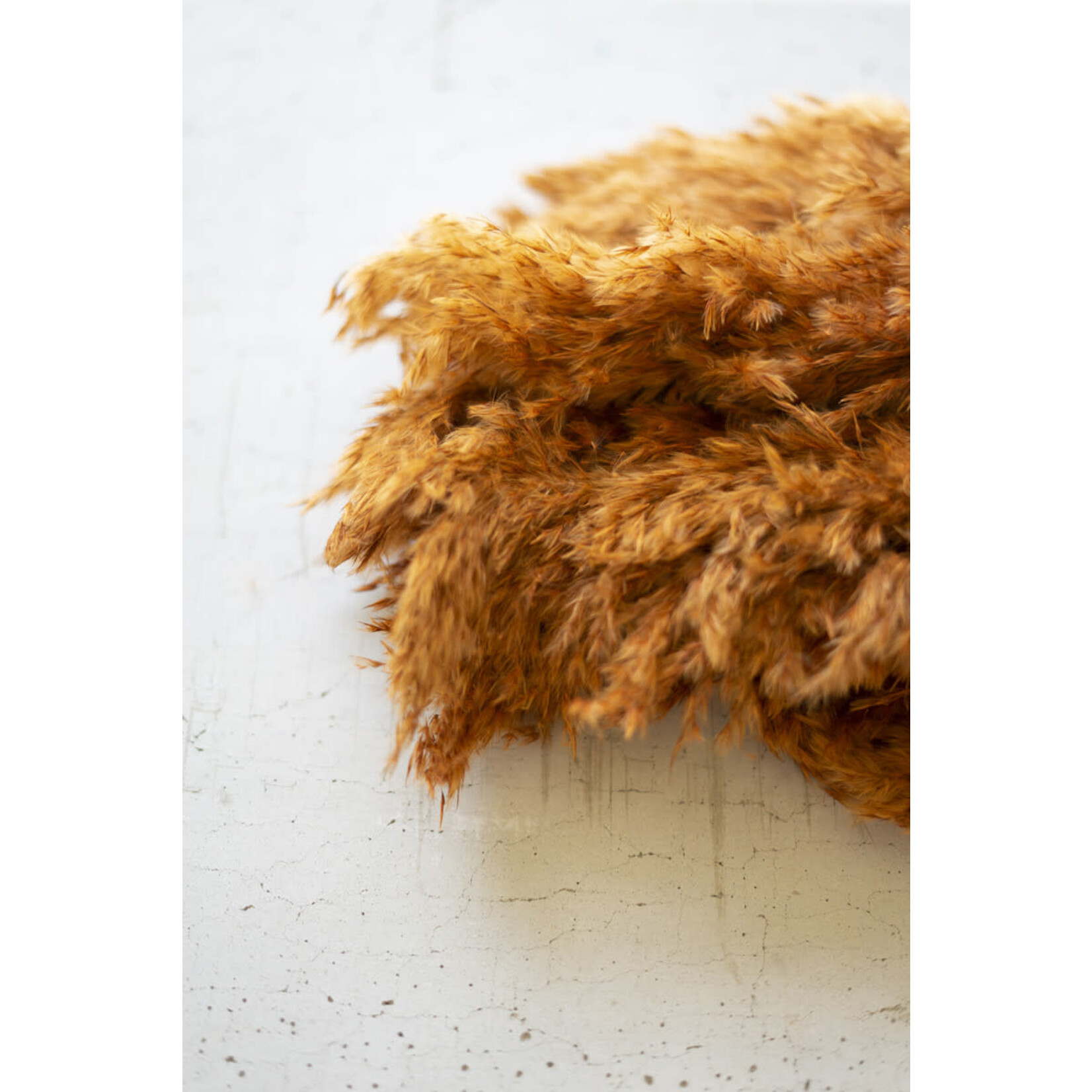 Mickler & Co. Auburn Pampas Grass Bundle (FI-37)