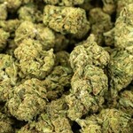 DOPEY DISTRO DOPEY DISTRO 3.5G THCA FLOWER - ASSORTED STRAINS