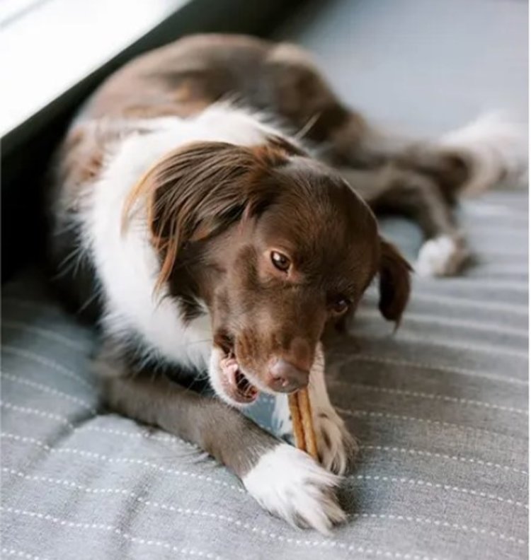 Whimzees | Stix  | Large