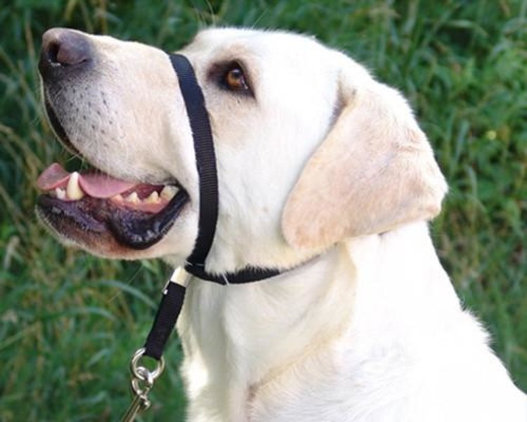 Gentle Leader - Black