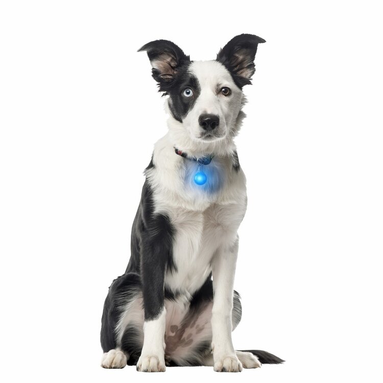 Nite Ize | SpotLit | Light Blue