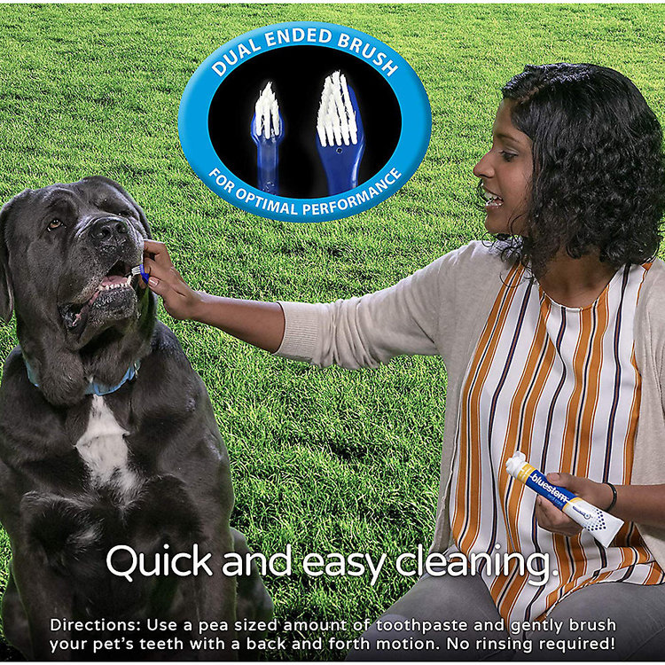 Bluestem | Toothbrush 2PK