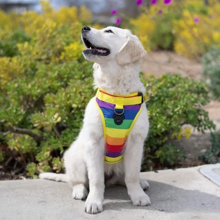 Canada Pooch - Harness - Rainbow - Small