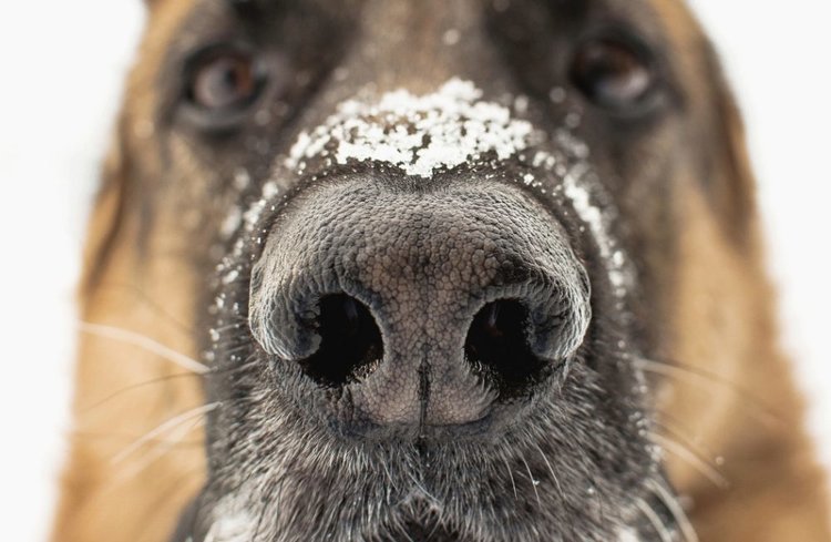 Hemp4Tails | Nose & Paw Balm | 150mg/75gm