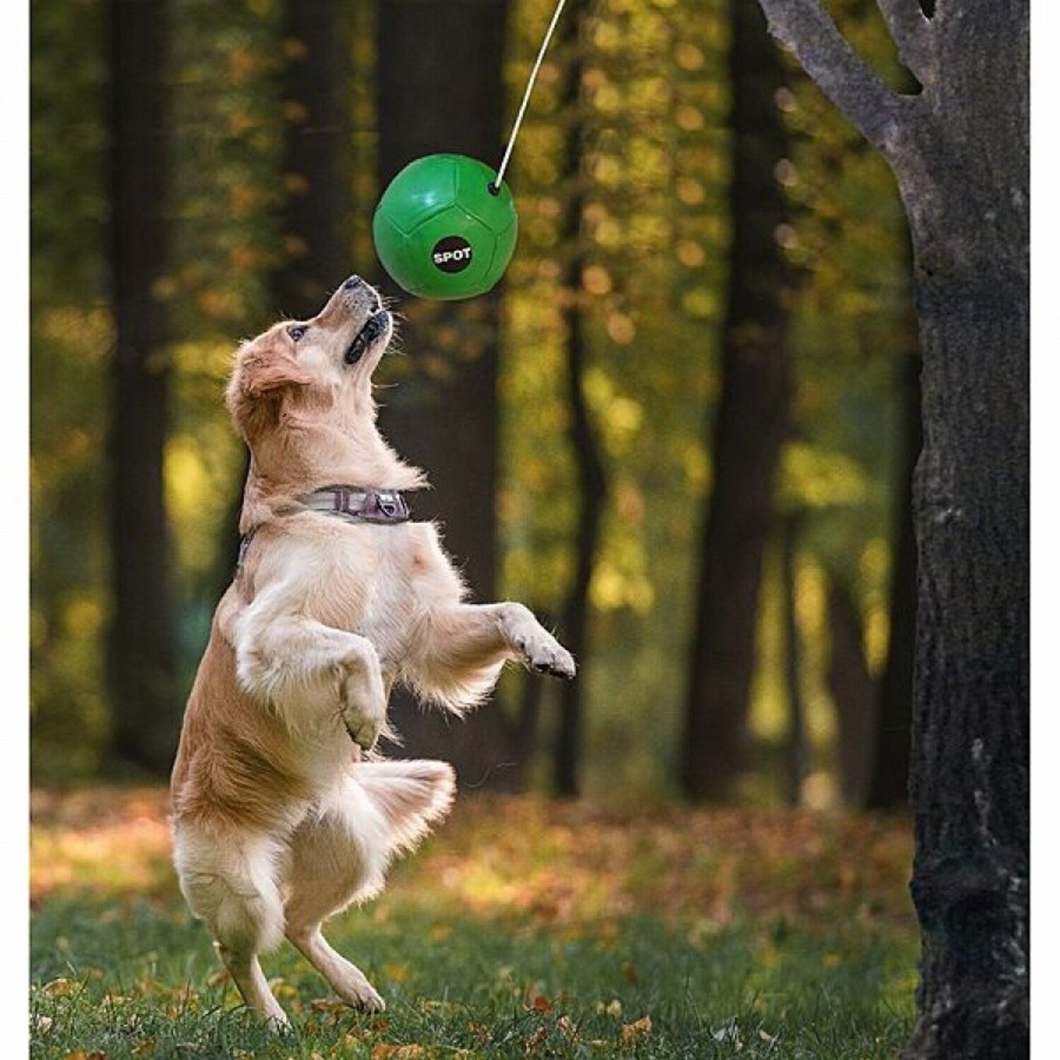 Dog deals tether ball