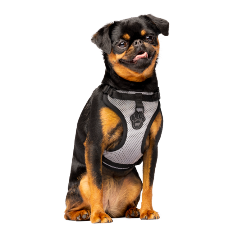 Canada Pooch Everything Harness Reflective pattern - MEDIUM