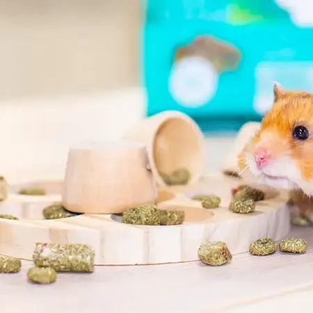 Small animal accessories