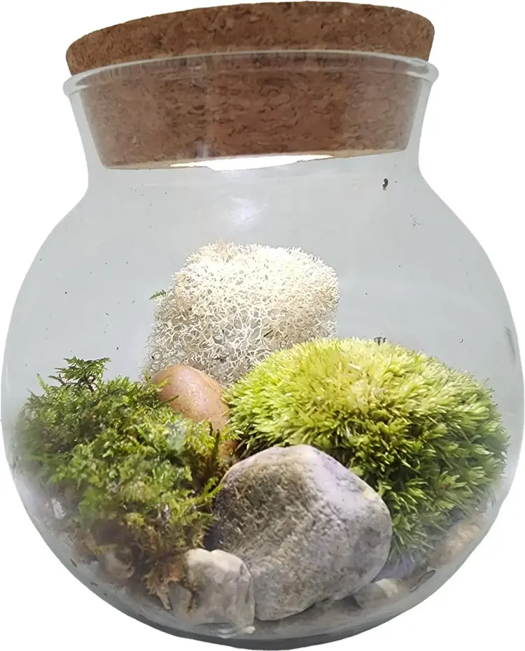 Moss Bowl