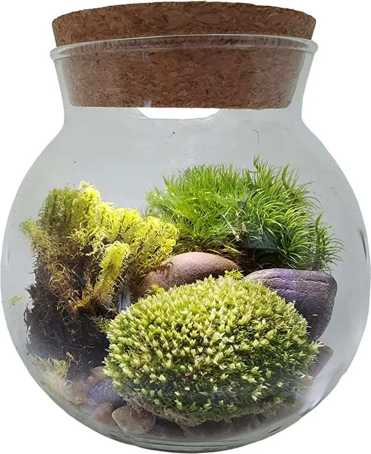 Moss Bowl